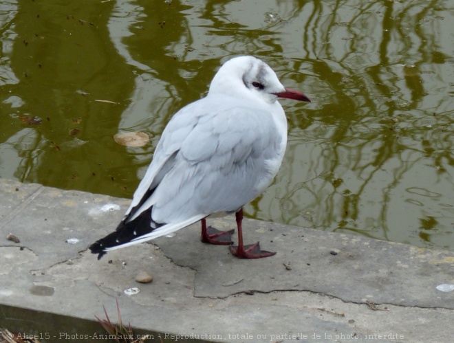 Photo de Mouette