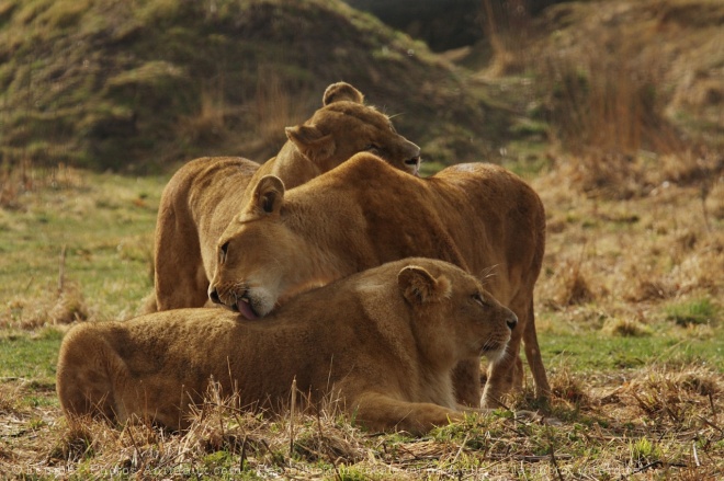 Photo de Lion