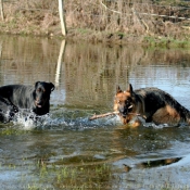 Photo de Races diffrentes