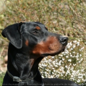 Photo de Dobermann