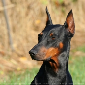 Photo de Dobermann