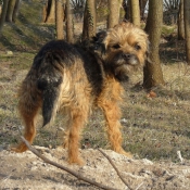 Photo de Border terrier