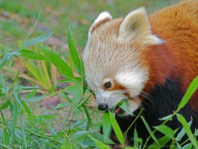 Photo de Panda roux