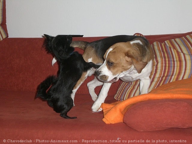 Photo de Beagle