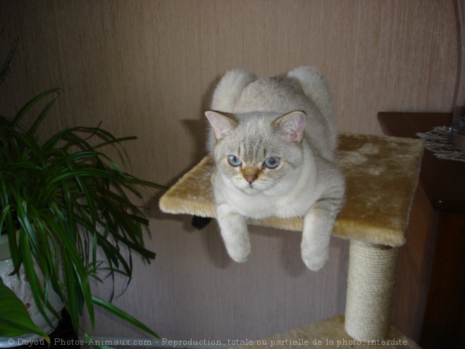 Photo de British shorthair