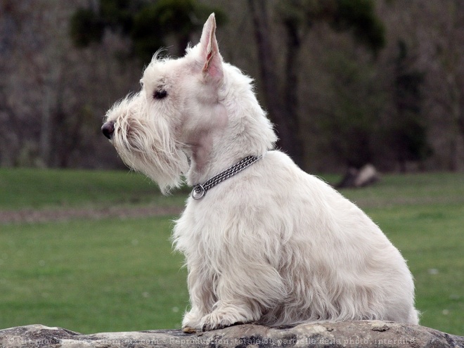 Photo de Scottish terrier