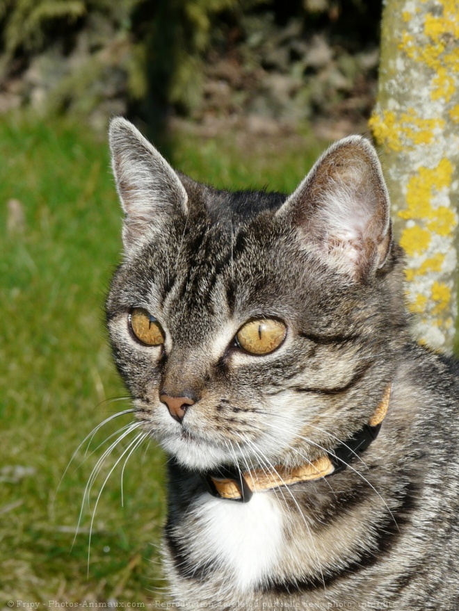 Photo de Chat domestique