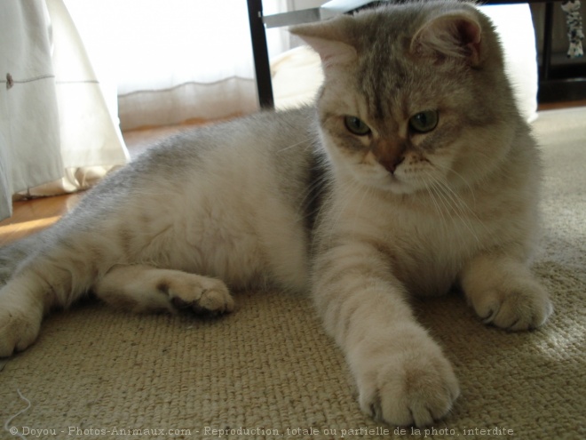 Photo de British shorthair