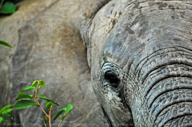 Photo d'Elphant d'afrique