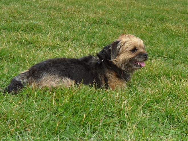 Photo de Border terrier