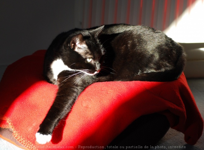 Photo de Chat domestique