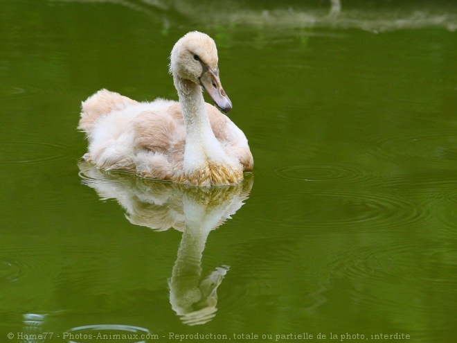 Photo de Cygne