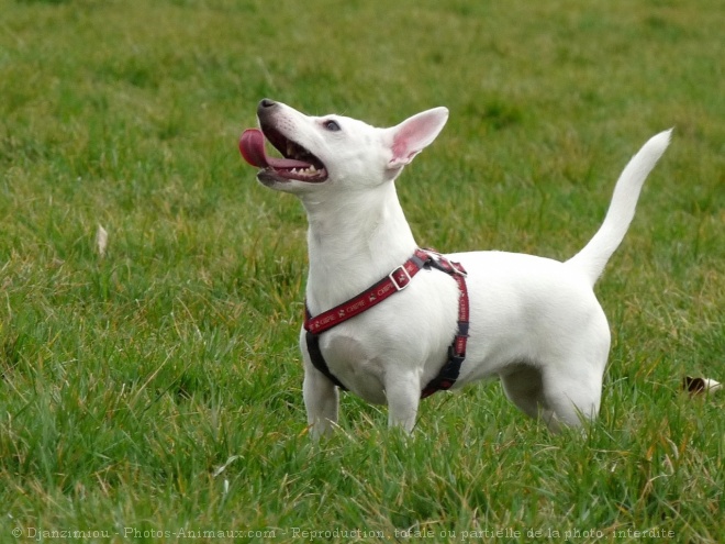 Photo de Jack russell terrier