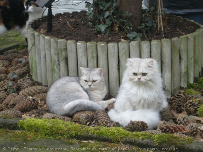 Photo de British longhair