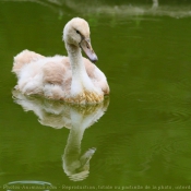 Photo de Cygne