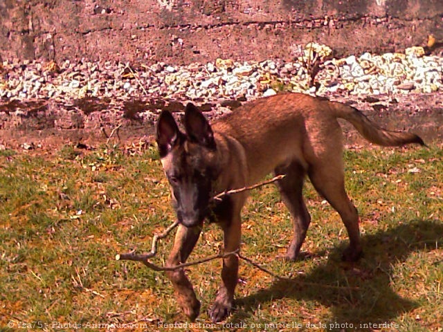 Photo de Berger belge malinois