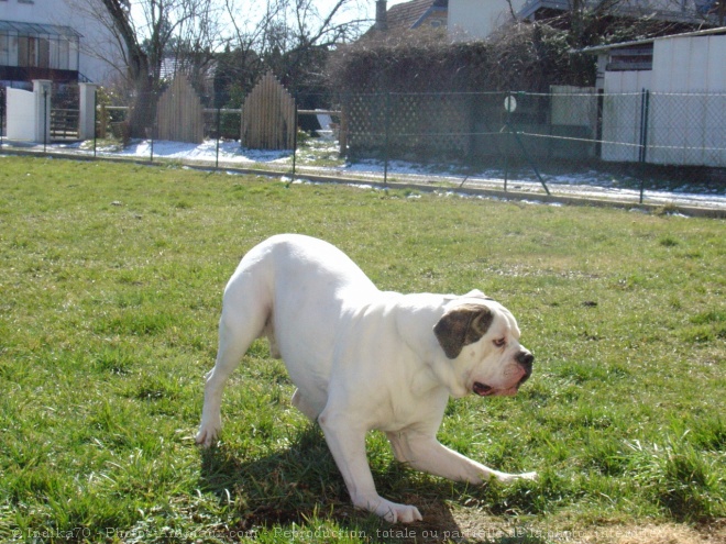 Photo de Bulldog americain