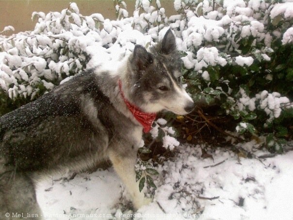 Photo de Malamute de l'alaska