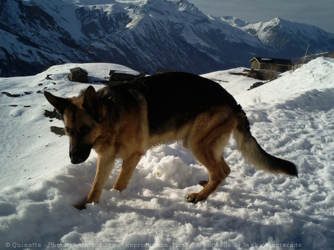 Photo de Berger allemand  poil court