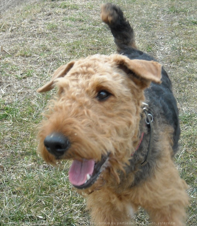 Photo d'Airedale terrier