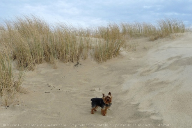 Photo de Yorkshire terrier