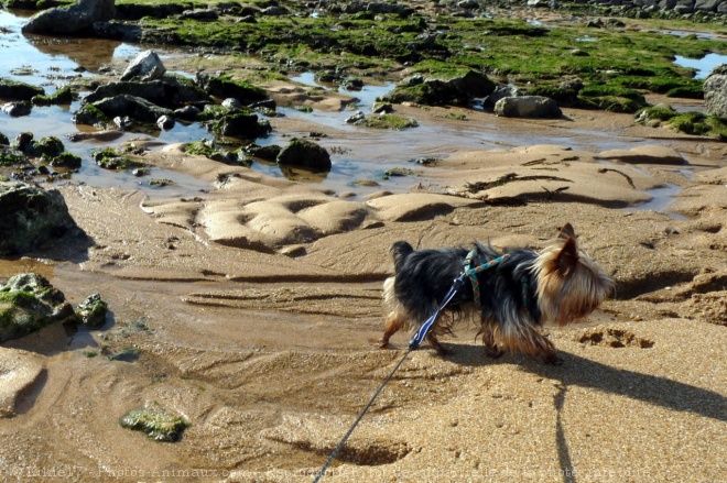 Photo de Yorkshire terrier