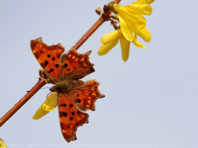 Photo de Papillon