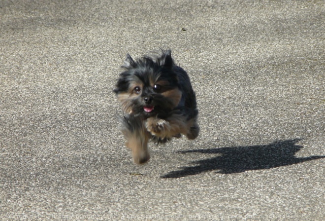 Photo de Yorkshire terrier