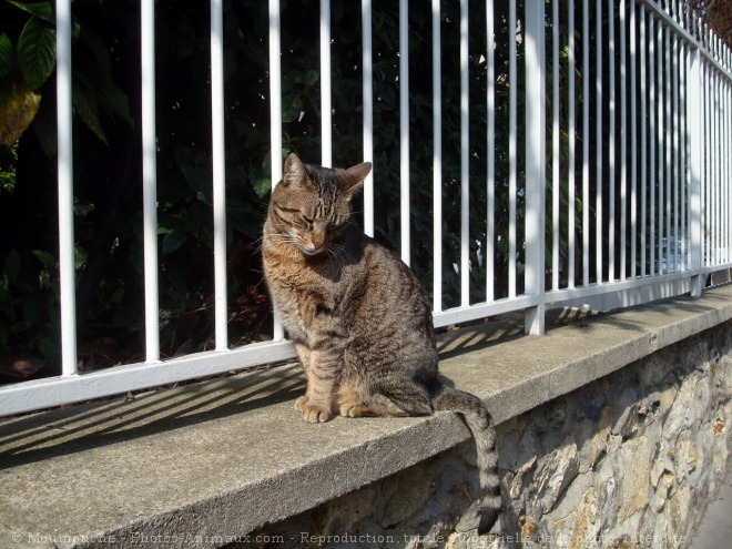 Photo de Chat domestique