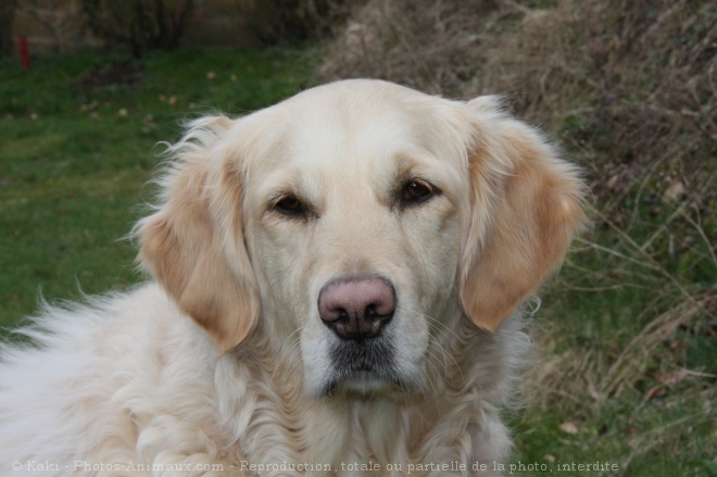 Photo de Golden retriever