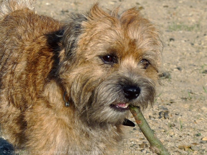 Photo de Border terrier