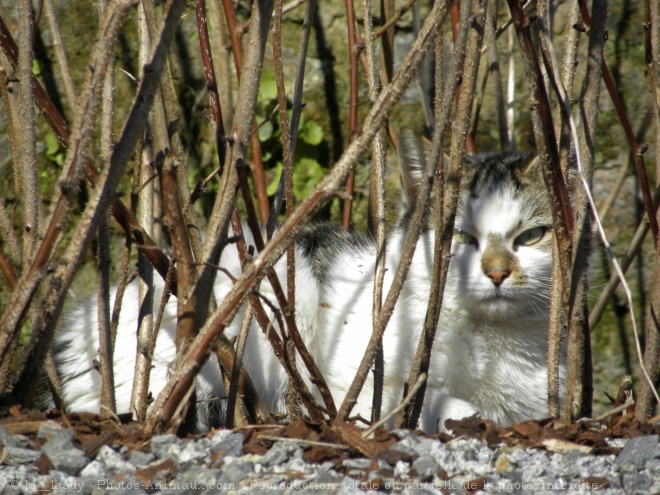 Photo de Chat domestique