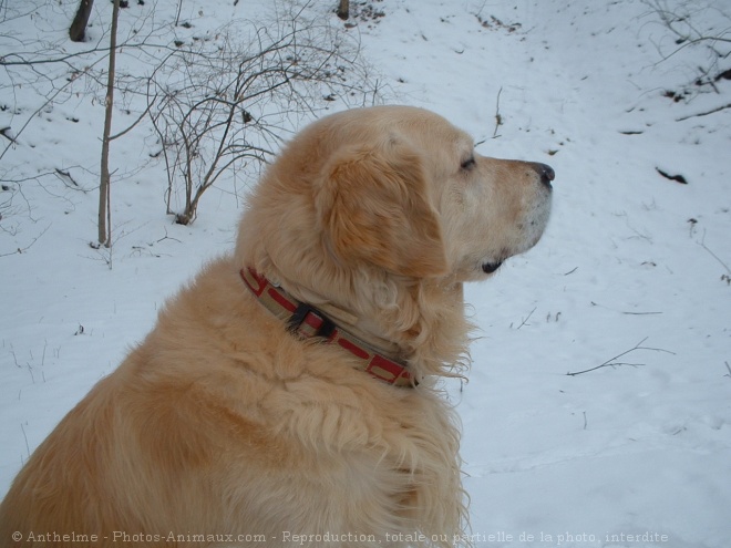 Photo de Golden retriever