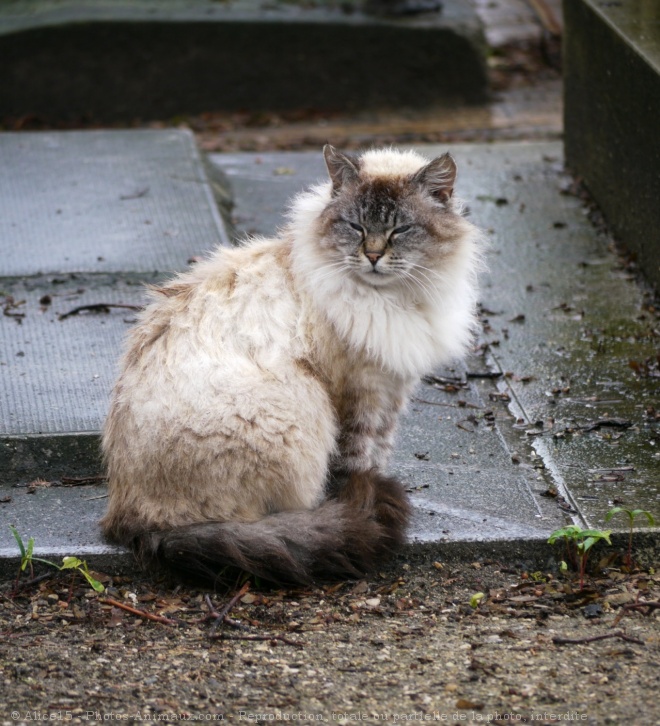 Photo de Chat domestique