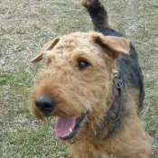 Photo d'Airedale terrier