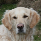 Photo de Golden retriever