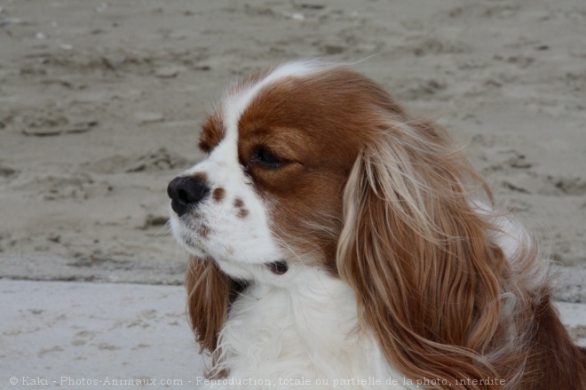 Photo de Cavalier king charles spaniel