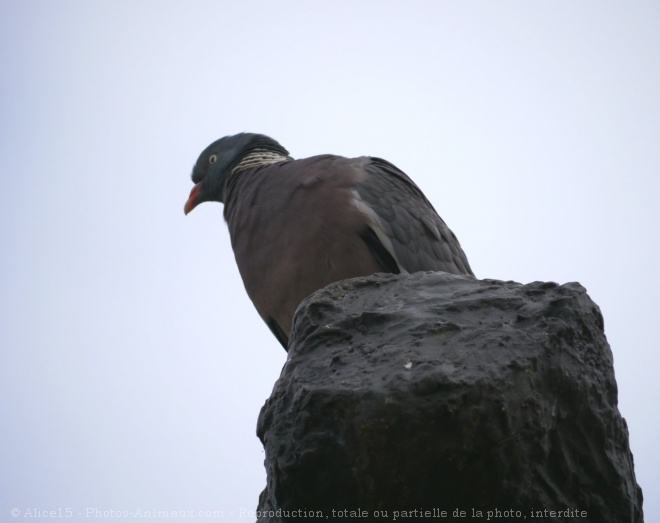 Photo de Pigeon