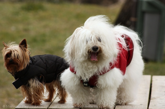 Photo de Coton de tulear