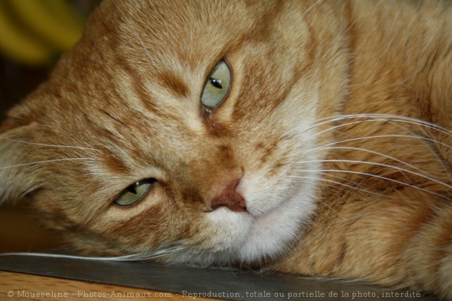 Photo de Chat domestique