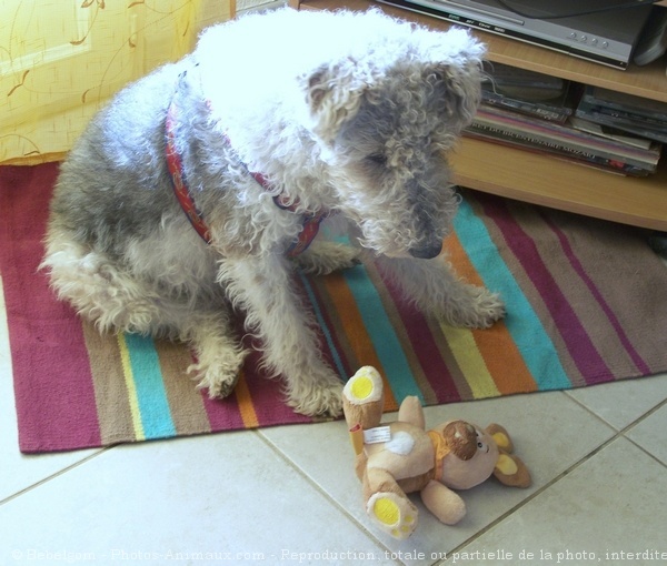 Photo de Fox terrier  poil dur