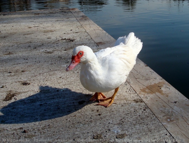 Photo de Canard de barbarie