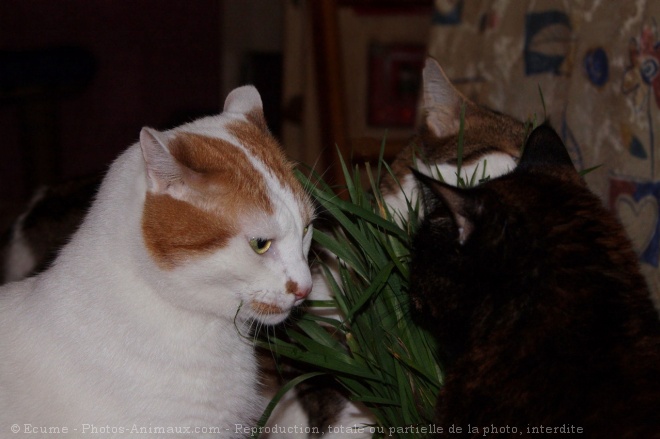 Photo de Chat domestique