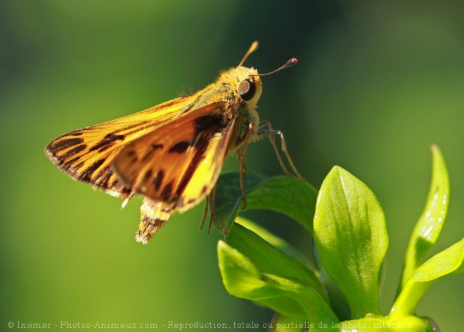 Photo de Papillon - la sylvaine