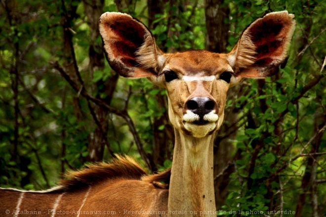 Photo d'Antilope