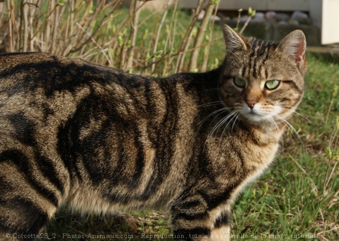 Photo de Chat domestique