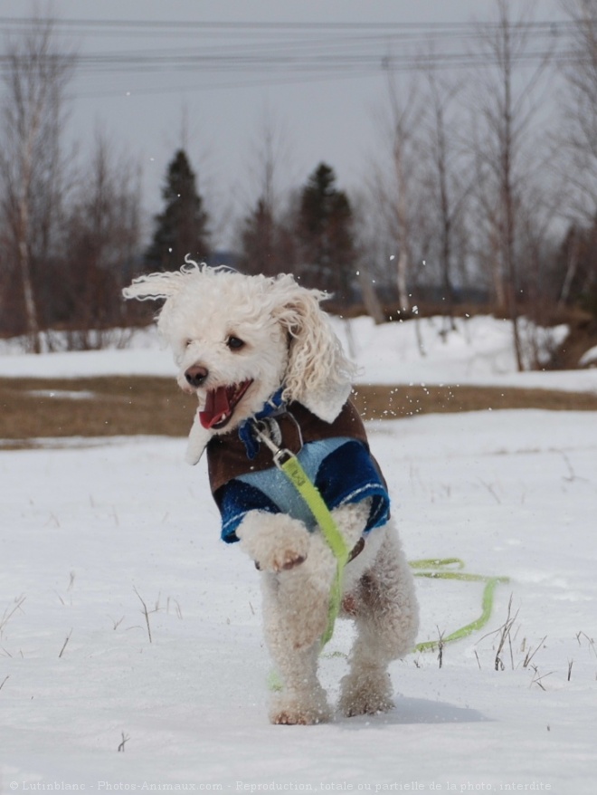 Photo de Caniche moyen