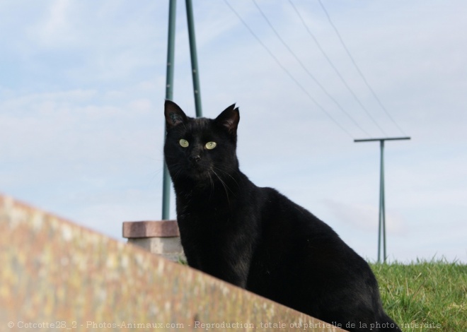 Photo de Chat domestique