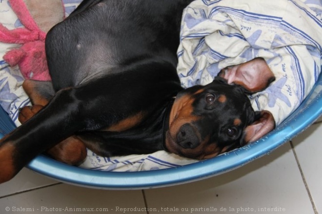 Photo de Dobermann