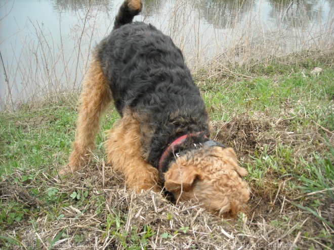 Photo d'Airedale terrier